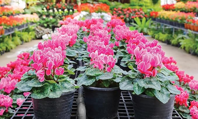 Gardenera Premium Cyclamen Potting Soil Mix - Perfect Balance of Nutrients, Drainage, and Aeration for Thriving Blooms - 3 Quart