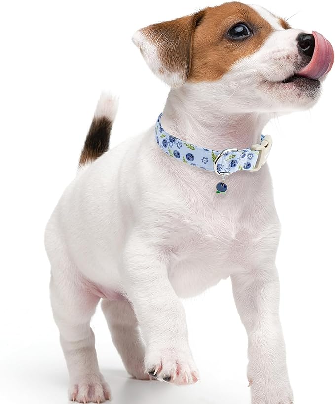 Faygarsle Blueberry Pattern Dog Collar for for Summer Small Medium Large Dogs Light Blue L