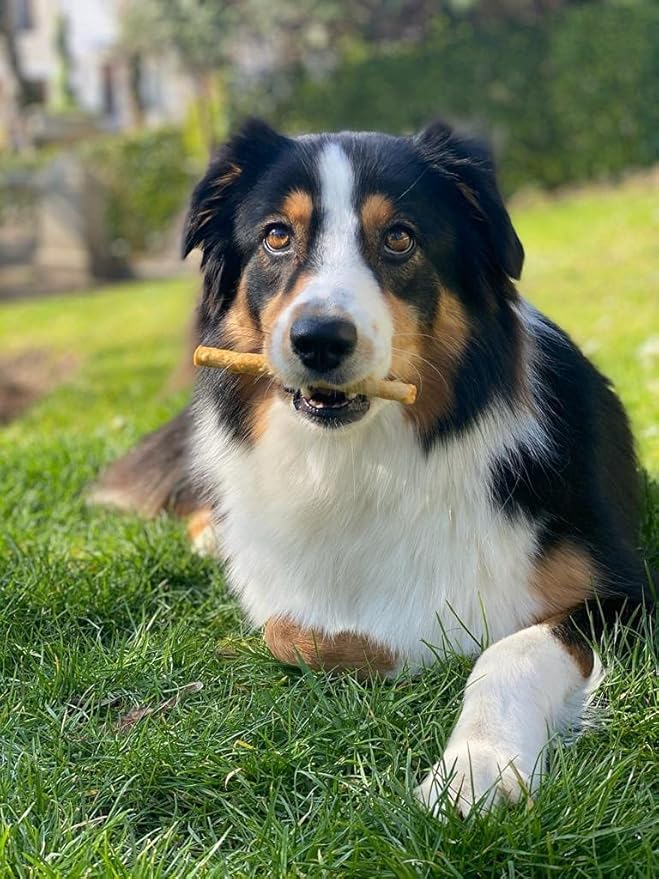 Fieldcrest Farms Nothing to Hide Natural Rawhide Alternative Twist Stix for Dogs - 3 Pack (Chicken, Beef, Peanut Butter) Premium Easily Digestible Chews, Magnet