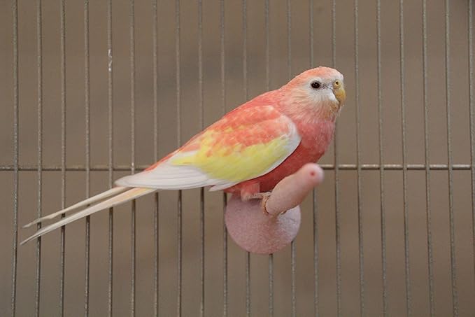JW Pet Company Insight Sand Perch Bird Accessory, Regular, Assorted Colors