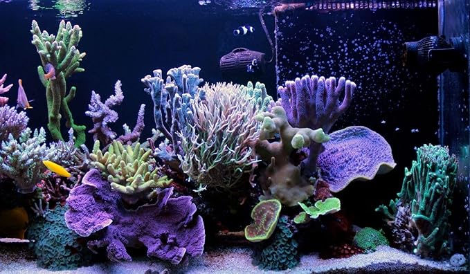Aquatic Foods Inc. Golden Pearls 50-100 Microns for Tropical Fish Fry and Babies, for Corals, Anemones, Reef Tanks…2.1oz Squeeze Bottle
