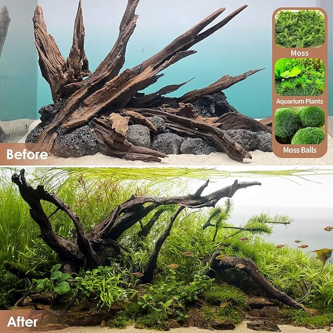 Jorewood Natural Small Aquarium Driftwood for Fish Tanks & Reptile Terrariums – 100% Safe Fish Tank Decorations, Unique Twisted Branches 5-Piece 4-8 Inch Low Tannin, Easy to Sink