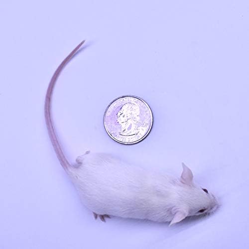 MiceDirect EST. 2003 20 Frozen Mice Weanling Feeders Snake Food for Juvenile Red Tail Boas Ball Python Adult Milk Snakes Corn Sand Boa (2-2.5 in) (260 Grams Min)
