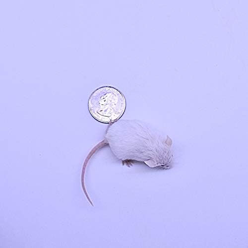 MiceDirect 150 Frozen Mice Combo Pack of 75 Hoppers and 75 Weanling Feeders Snake Food for Juvenile Ball Python Adult Milk Corns (1.5-2.5 in)(Pack of 150)(1500 Grams Min)