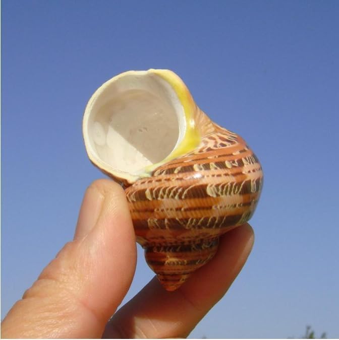 5Pcs Large Hermit Crab Shells Natural Sea Conch Size: 3"-3.5" Turbo Seashells for Hermit Crab Supplies Hermit Crab House for Décor No Paint or Dye