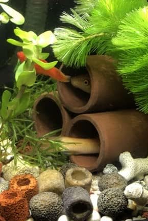 Ceramic Shelters, 2 pcs, Fish Tank Accessories, Fish House, Aquarium Hideout, Swim Holes Aquatic, Aquarium Cave, Ceramic Decoration for Freshwater and Saltwater Fish Tank (Pipes)