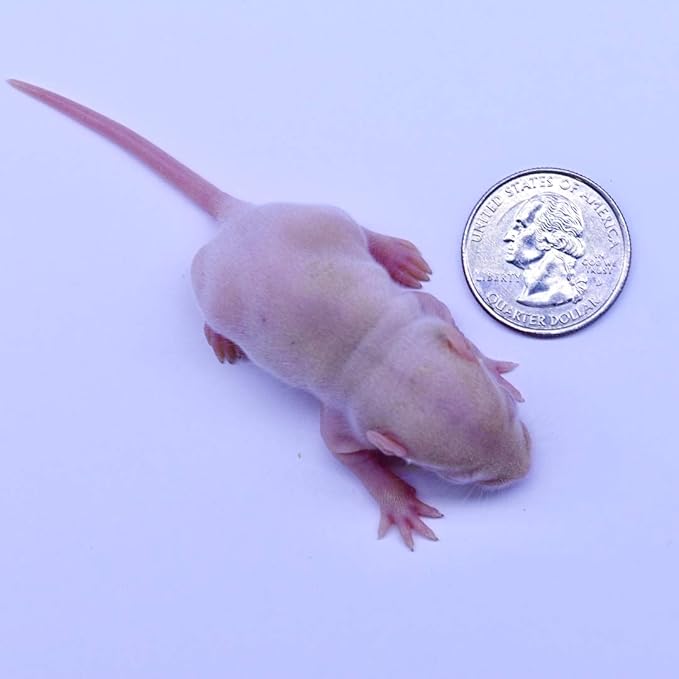 MiceDirect EST. 2003 40 Frozen Rat Combo Pack 20 Rat Fuzzies and 20 Pup Feeders Snake Food for Baby Ball Pythons and Boas (2-3.5 in)(580 Grams Min)