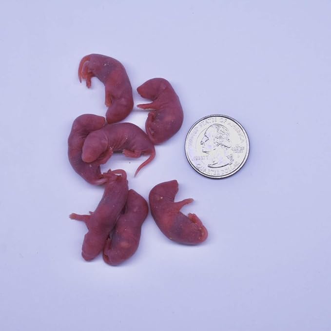 MiceDirect Frozen Mice Combo Pack of Small Pinkies & Pinkies Feeder Mice - Food for Corn Snakes, Ball Pythons, Lizards - 40 Ounce (Pack of 40)