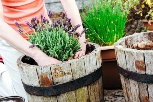 Gardenera Organic Moisture Control Potting Mix - Absorbs 33% More Water Than Basic Potting Soil - 20 Quart