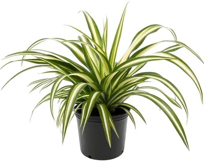 GARDENERA Premium Spider Plant Potting Soil Mix - (5 Quart Bag)