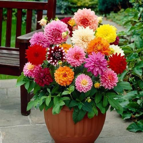 Gardenera Premium Dahlia Potting Soil Mix - Ideal for Growing Vibrant and Healthy Dahlias - 5 Quart