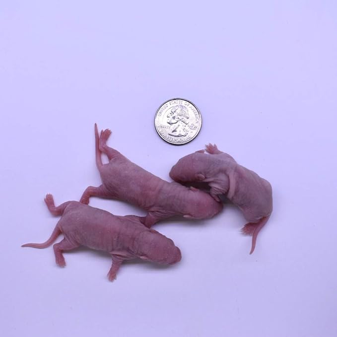 MiceDirect 80 Frozen Rat Combo Pack 40 Rat Pinkies and 40 Rat Fuzzies Feeders Snake Food for Baby Ball Pythons and Boas (.5-2.5 in)(Pack of 80)(480 Grams Min)