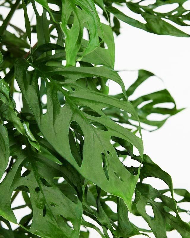 Gardenera Olive Tree Premium Potting Mix - 10 Quart - Enhanced Growth and Nutrient Retention for Thriving Trees - (2 Bags of 5QT)