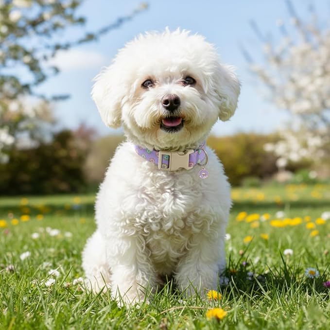 Girl Dog Collar with Unique Purple and Donut Print, Cute Dog Collar for Spring & Summer, Adjustable Pet Collar for Small Dogs