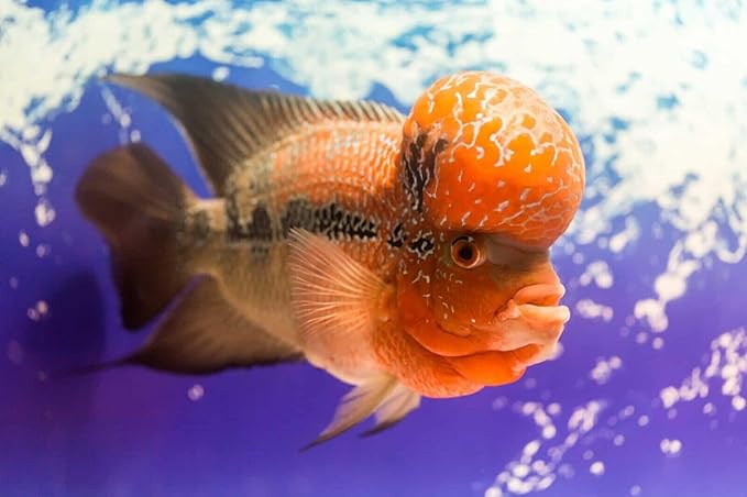 Aquatic Foods Inc. Flowerhorn Fish Ultra Red Color Enhancing 1.5mm-2mm Floating Pellets. Color Enhancing in 10-Days for Baby, Juvenile and Adult Flowerhorn…3-lbs 8oz Large Jar