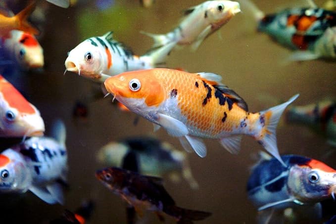 Aquatic Foods Inc. Goldfish Flakes, 42% Protein Color Enhancing and Spirulina Flakes for Aquarium & Pond Goldfish, Koi and All Pond Fish...WL…1/2-lb Foil Pouch Bag