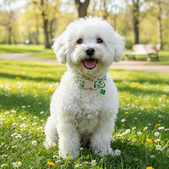 St. Patrick's Day Dog Collar, Cute Dog Collar with Green Clover Print for Small Dogs, Small Puppy Collar for Girl Dogs & Boy Dogs, S