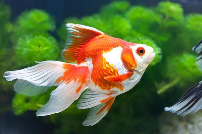 Aquatic Foods Inc. Goldfish Flakes, 42% Protein Color Enhancing and Spirulina Flakes for Aquarium & Pond Goldfish, Koi and All Pond Fish...WL…2-lbs Poly Bag