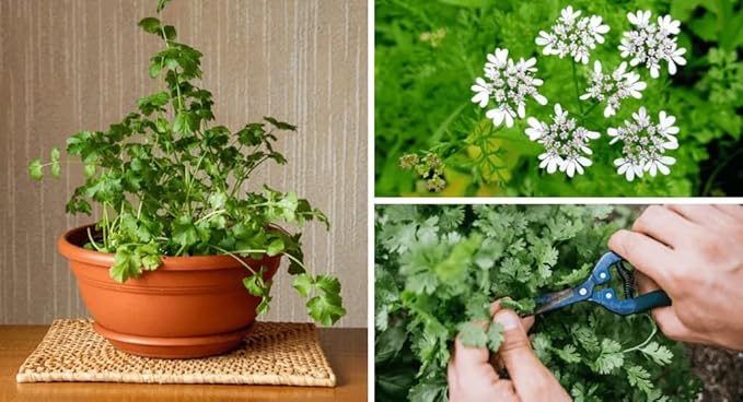 Gardenera Premium Cilantro Plant Potting Mix - Crafted for Vigorous Cilantro Growth and Intense Flavor - 1 Quart