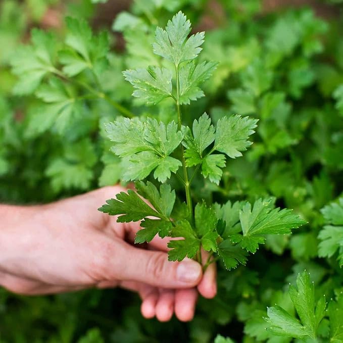 Gardenera Parsley Potting Mix - Promote Strong Roots and Culinary Excellence with Our Premium Blend - 4 Quart
