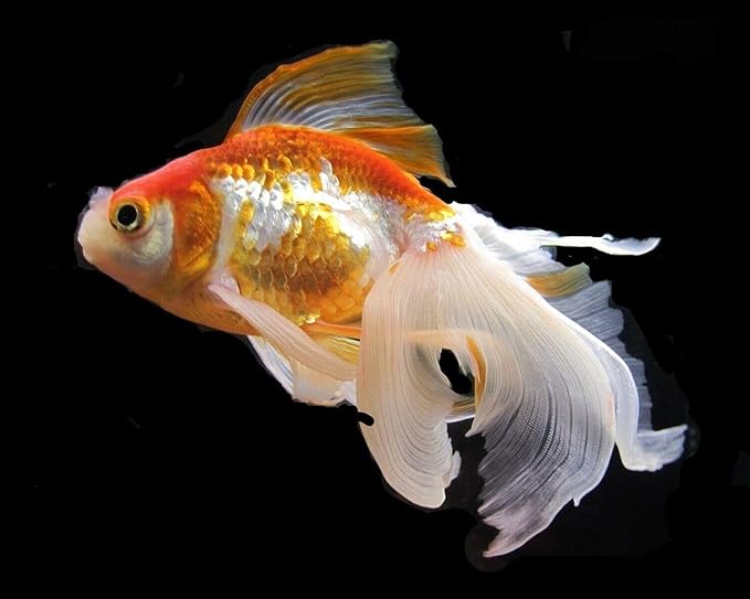 Aquatic Foods Inc. Flowerhorn Fish Ultra Red Color Enhancing 1.5mm-2mm Floating Pellets. Color Enhancing in 10-Days for Baby, Juvenile and Adult Flowerhorn…8oz Small Jar