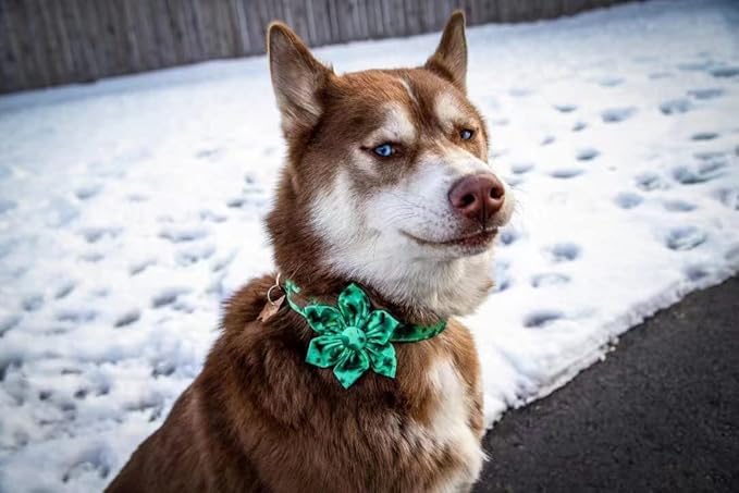 Lionheart Glory St. Patrick's Day Dog Collar, Dog Collar with Flower, Cute Floral Pattern Pet Collars Adjustable Pet Collars for Medium Dogs