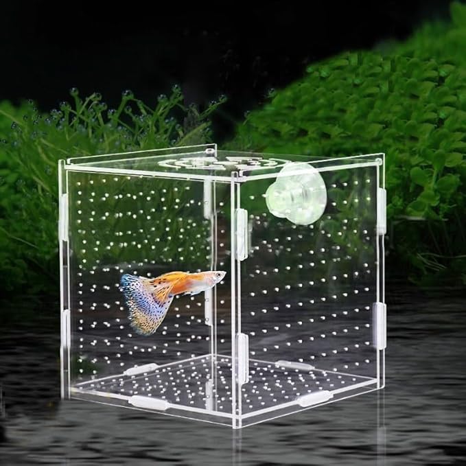 PINVNBY Acrylic Fish Breeding Box，Guppy breeding Box Acrylic Fish Isolation Box Aquarium Incubator with Suction Cups for Guppy Shrimp Small Baby Fishes（3.9 x 3.9 x 3.9 inches）