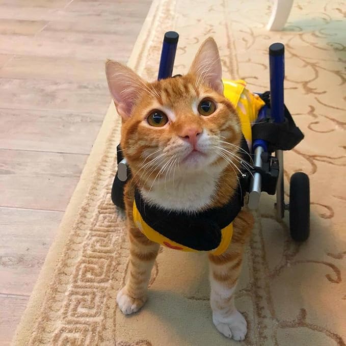 Walkin' Wheels Lightweight – for Small Cats 2 to 20 Pounds – Veterinarian Approved – Cat Wheelchair for Back Legs, for Cats 11-20 lbs, 3-6 inches Leg Height – Seafoam