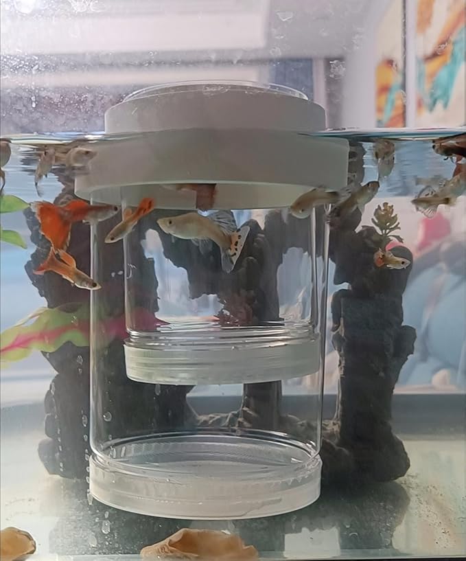 Guppy Breeder Box Breeder Box for Fish Tank,Aquarium Fish Breeding Box, Floating Mesh Isolation Hatchery,Hatchery Incubator Isolation Box for Shrimp Clownfish(Large)