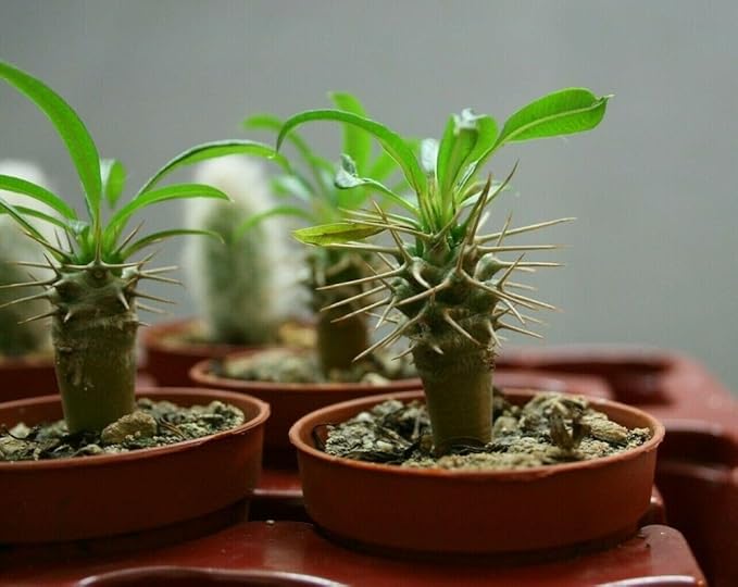 Gardenera Madagascar Palm Potting Mix - Promote Strong Roots and Captivating Form with Our Premium Blend - 4 Quart