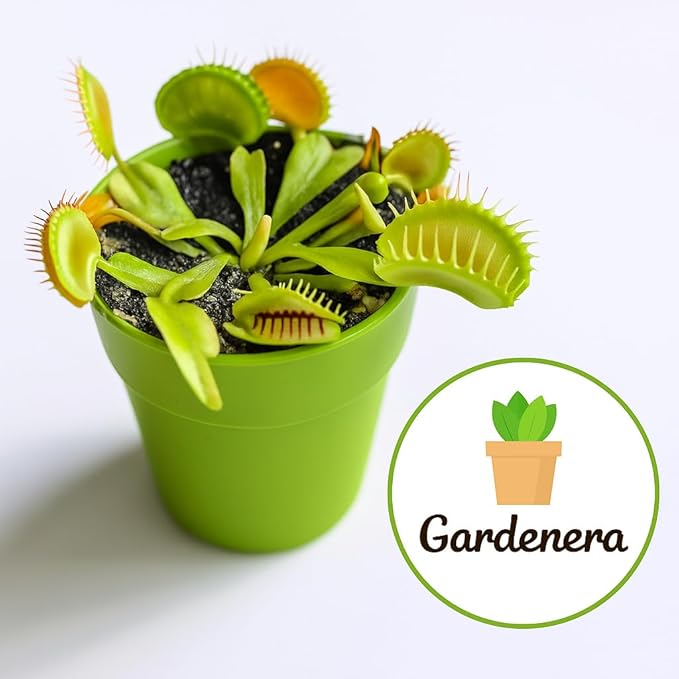 Gardenera Professional Carnivorous Plant Soil - Ready to Use for Venus Flytraps, Sundews, Pitcher Plants, Butterworts | Peat Moss, Coco Coir, Perlite - 5 Quart Bag