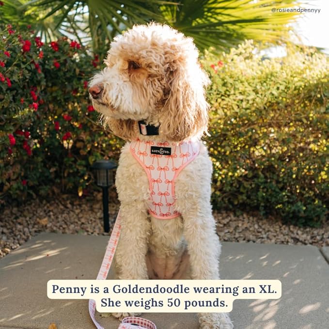 Lucy & Co. Cute Reversible Dog Harness Walking Halter - Best Designer Pet Harnesses for XS - XL Dogs - Padded Adjustable Vest for Easy Walking (Small, Ballet Bows - White & Pink Bows)