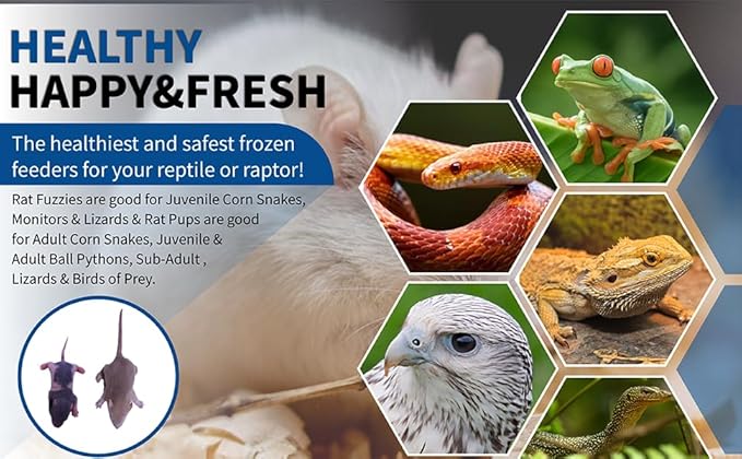 MiceDirect EST. 2003 30 Frozen Rat Combo Pack 15 Rat Fuzzies and 15 Pup Feeders Snake Food for Baby Ball Pythons and Boas (2-3.5 in)(435 Grams Min)