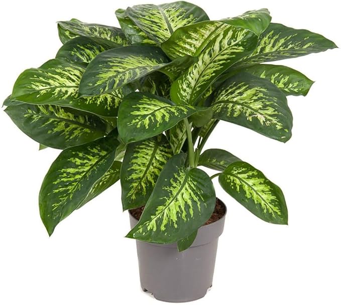 Gardenera Premium DIEFFENBACHIA Potting Soil Mix - Ideal for Growing Robust and Healthy Dieffenbachia - 4 Quart