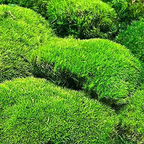 Preserved Pole Moss Pillow Bun Cushion Natural Green Decorative Real Natural Green DIY Kit Terrariums Gardenning Art Wall Decor Florist Decor Easter Table Decor Wedding(6.0 sq.ft., Green-B)