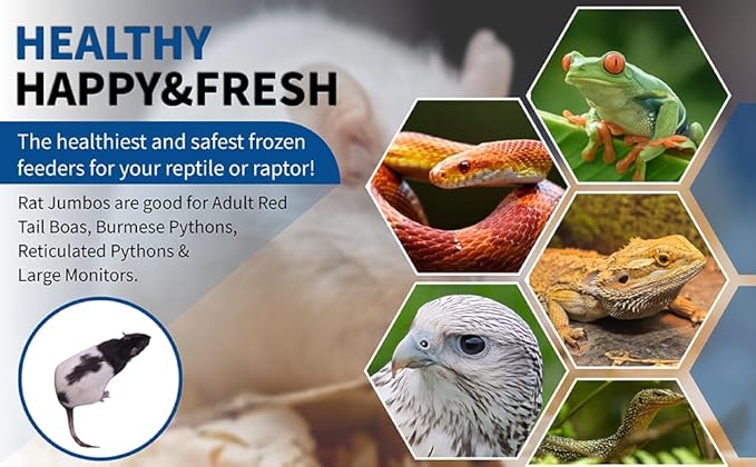 MiceDirect EST. 2003 30 Premium Frozen Rat Jumbo Feeders Snake Food for Juvenile Ball Pythons Monitors Lizards (9-11 in)(8250 Grams Min)