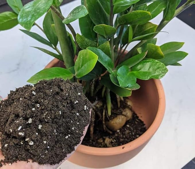 Gardenera Zamioculcas Potting Mix - Unlock Robust Growth and Striking Leaves with Our High-Performance Formula - 20 Quart
