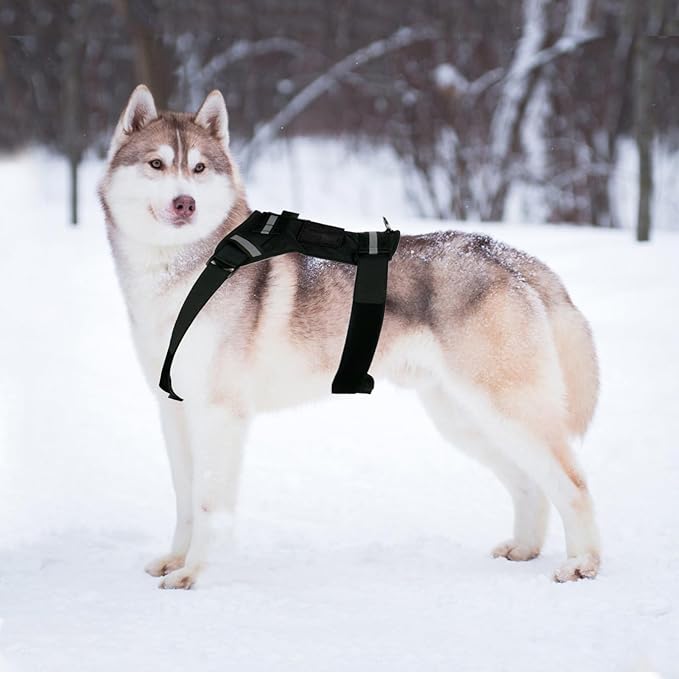 Pet Camera Harness,Adjustable Pet Secure Bracket - Puppy Camera Strap Harness Holder,for Small Medium Large Outdoor Walking Training Daily Travel Sports