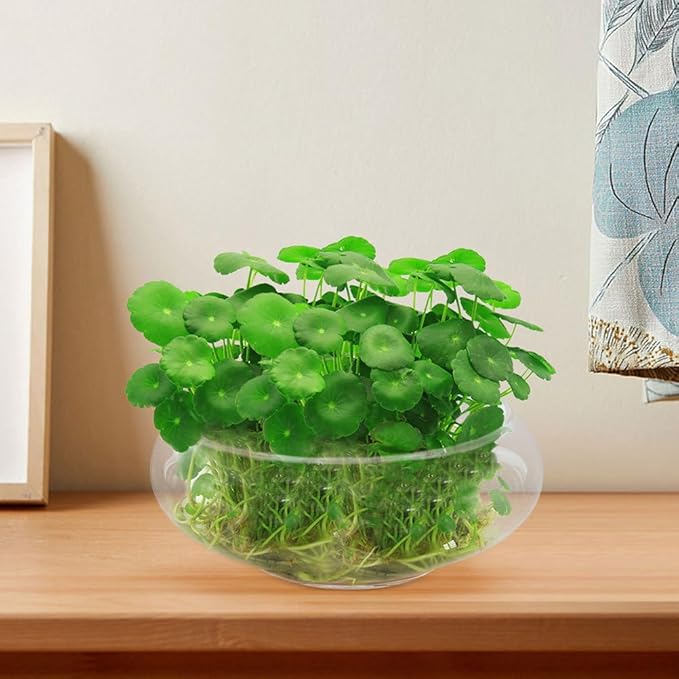 Glass Terrarium Bowl: 9.8" Diameter Round Betta Fish Tank & Hydroponic Planter - 7.87" Wide Mouth Glass Vase for Air Plants, Succulent Centerpiece, Wedding Table Decor