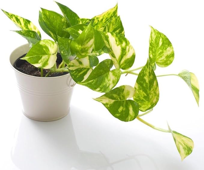 Gardenera Epipremnum Potting Mix - Promote Strong Roots and Luxurious Leaves with Our Premium Blend - 4 Quart