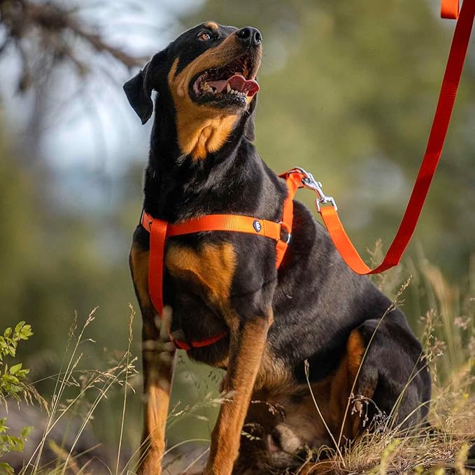 Blueberry Pet Essentials Dog Harness and Leash Set - Large Orange Vermilion Dog Collar and Leash Set for Eco-Conscious Owners, Adjustable, Durable, 4 ft Leash, Ideal for Active Pet Parents