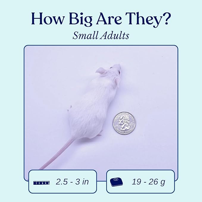MiceDirect EST. 2003 40 Frozen Mice Small Adult Feeders Snake Food for Juvenile Red Tail Boas Ball Pythons Adult Sand Boas Milks Corn (2.5-3 in) (760 Grams Min)
