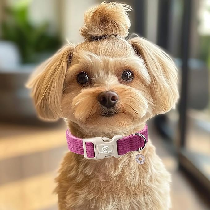 Cute Corduroy Dog Collar - Fuchsia Adjustable Dog Collars for Medium Dogs 25-50lbs, Fade-Proof with Secure Snap & Little Charm, Christmas Birthday Gift, M