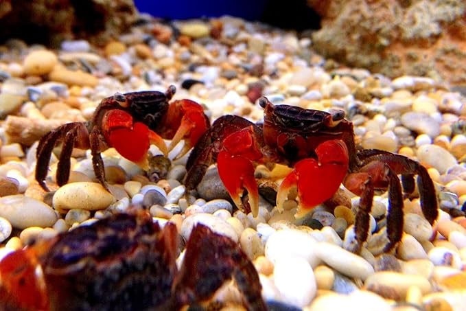 Aquatic Foods Inc. Calcium Feeder Small, Medium & Large Shells. Extra Thick Shells for Shrimp, Snails, Crabs, Crayfish, Hermit Crabs and All Tropical Fish…90 Count Jar
