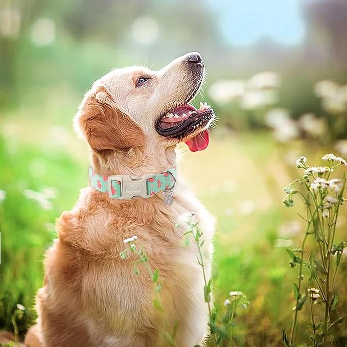 Easter Dog Collar for Small Dogs - Green Bunny Egg Dog Collars, Cute Boy Girl Dogs Easter Collar, Adjustable Spring Holiday Pet Collars with Quick Release Buckle XS