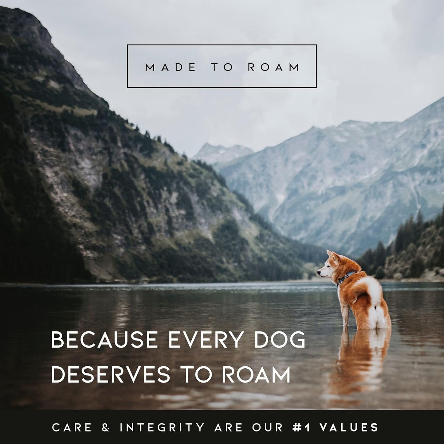 MADE TO ROAM Premium Explorer Harness - Y-Shaped Dog Harness with Adjustable Durable Nylon, Soft Padding, Metal Buckles and Leather Handle for Small, Medium, Large Dogs (Colorado Nightsky, Size 1)