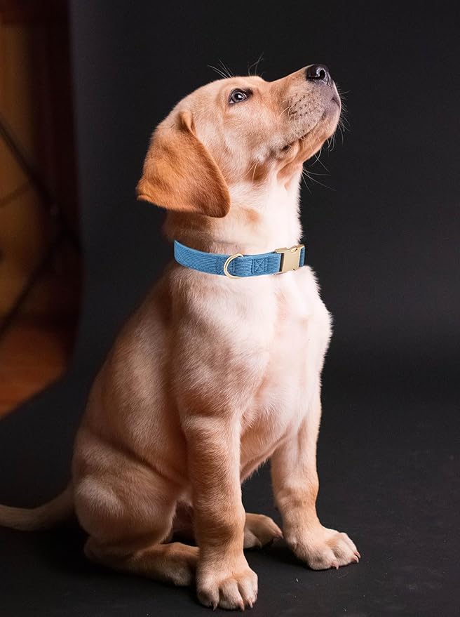 Soft Cotton Dog Collar with Metal Buckle Adjustable Heavy Duty Comfy Corduroy Collars for Small Medium Large Dogs,Blue,Large