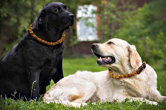 Amber Collars for Dogs & Cats - Baltic Amber Dog & Cat Collar with Adjustable Leather Strap - Raw Knotted Amber Beads (20-25cm)