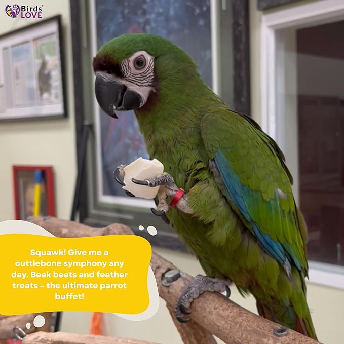 Birds LOVE Natural Cuttlebone for Birds & Reptiles – 100% Pure Sun-Dried Calcium Supplement – Supports Beak, Bone & Shell Strength – Daily Use - 3 Pack with Holder, Size 5.5 to 6"