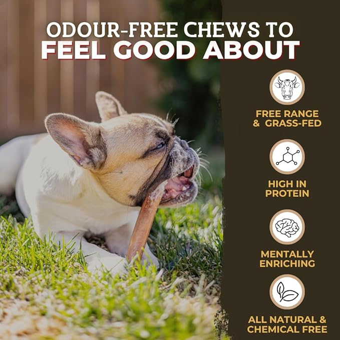 Bully Bunches Premium 6 Inch Thick Odor-Free Bully Sticks for Small & Medium Dogs - Consistently Sized, Long Lasting Chews for Oral Care- All Natural & Single Ingredient, 100% Beef Dog Treat (20 Pk)